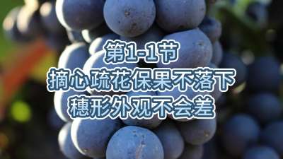 第1-1节-摘心疏花保果不落下，穗形外观不会差