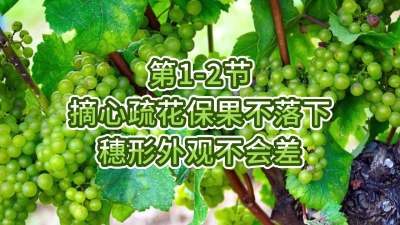 第1-2节-摘心疏花保果不落下，穗形外观不会差
