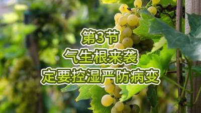 第3节-气生根来袭，定要控湿严防病变