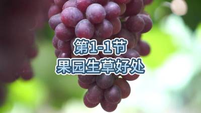第1-1节-果园生草好处