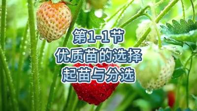 第1-1节-优质苗的选择、起苗与分选