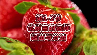 第1-2节-优质苗的选择、起苗与分选