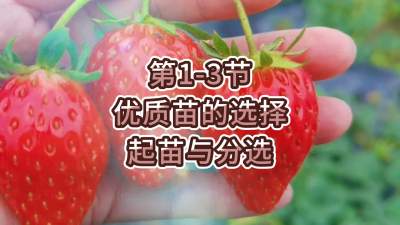 第1-3节-优质苗的选择、起苗与分选