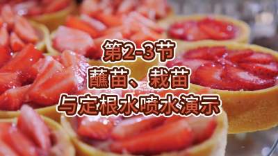 第2-3节-蘸苗、栽苗与定根水喷水演示