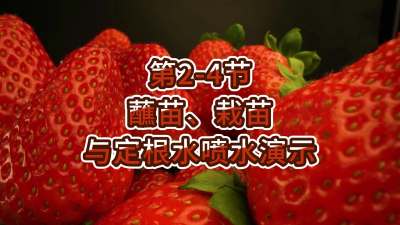 第2-4节-蘸苗、栽苗与定根水喷水演示