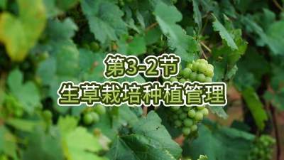 第3-2节-生草栽培种植管理