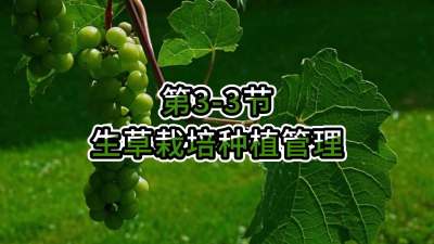 第3-3节-生草栽培种植管理