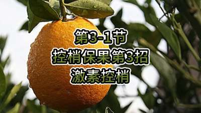 第3-1节-控梢保果第3招-激素控梢