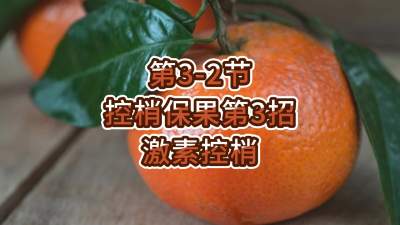 第3-2节-控梢保果第3招-激素控梢