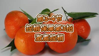 第3-4节-控梢保果第3招-激素控梢
