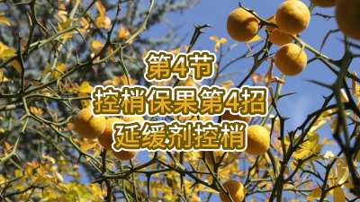 第4节-控梢保果第4招-延缓剂控梢