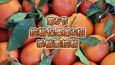 第5节-控梢保果第5招-杀梢素控梢