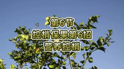 第6节-控梢保果第6招-营养控梢