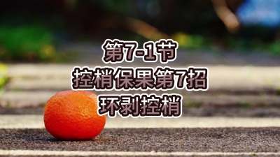 第7-1节-控梢保果第7招-环剥控梢