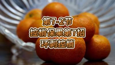 第7-2节-控梢保果第7招-环剥控梢