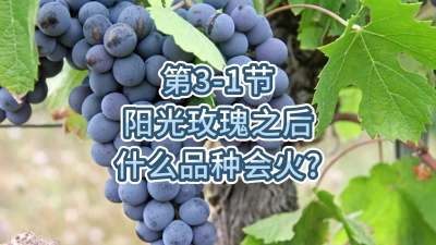 第3-1节-阳光玫瑰之后，什么品种会火？