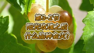 第3-2节-阳光玫瑰之后，什么品种会火？