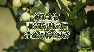 第3-3节-阳光玫瑰之后，什么品种会火？