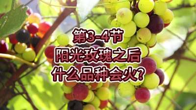 第3-4节-阳光玫瑰之后，什么品种会火？