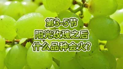 第3-5节-阳光玫瑰之后，什么品种会火？