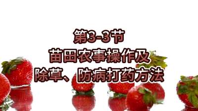 第3-3节-苗田农事操作及除草、防病打药方法