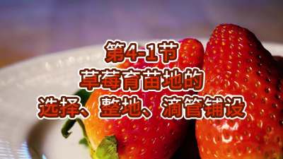 第4-1节-草莓育苗地的选择、整地、滴管铺设