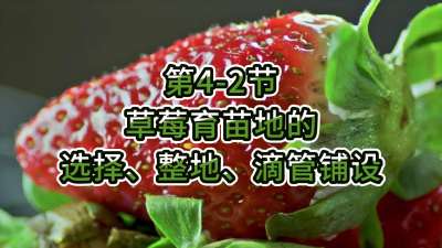 第4-2节-草莓育苗地的选择、整地、滴管铺设