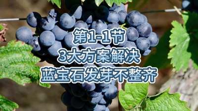 第1-1节-3大方案，解决蓝宝石发芽不整齐