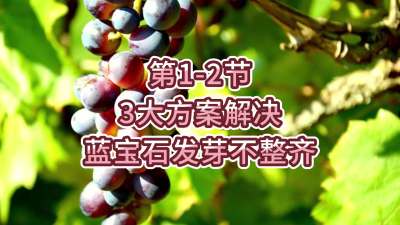 第1-2节-3大方案，解决蓝宝石发芽不整齐