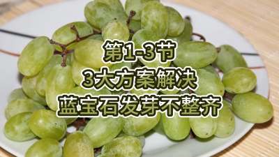 第1-3节-3大方案，解决蓝宝石发芽不整齐