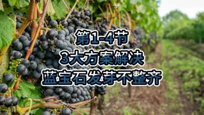 第1-4节-3大方案，解决蓝宝石发芽不整齐