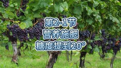 第2-1节-营养施肥，糖度提到20&deg;