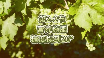 第2-2节-营养施肥，糖度提到20&deg;