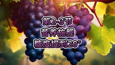 第2-3节-营养施肥，糖度提到20&deg;