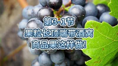 第3-1节-果粒长顶端带酒窝，商品果这样做！