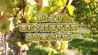 第3-2节-果粒长顶端带酒窝，商品果这样做！