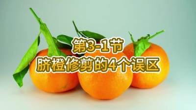 第3-1节-脐橙修剪的4个误区