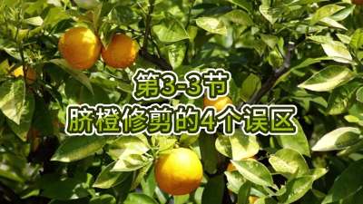 第3-3节-脐橙修剪的4个误区
