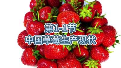 第1-1节-中国草莓生产现状