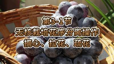 第3-1节-无核栽培花序分离操作-摘心、拉花、疏花