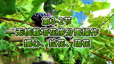 第3-2节-无核栽培花序分离操作-摘心、拉花、疏花
