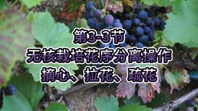 第3-3节-无核栽培花序分离操作-摘心、拉花、疏花