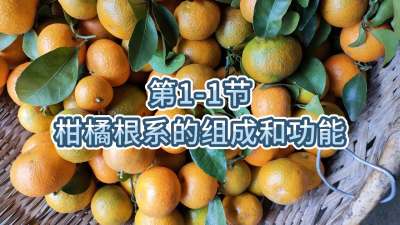 第1-1节-柑橘根系的组成和功能