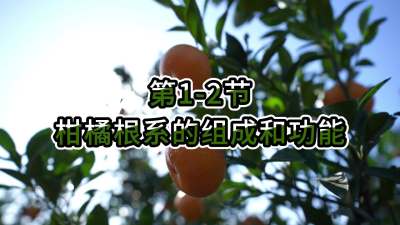 第1-2节-柑橘根系的组成和功能