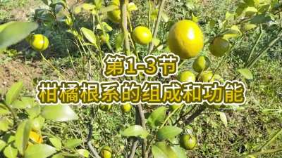 第1-3节-柑橘根系的组成和功能