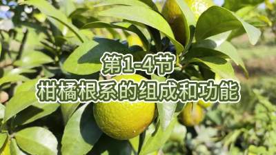 第1-4节-柑橘根系的组成和功能