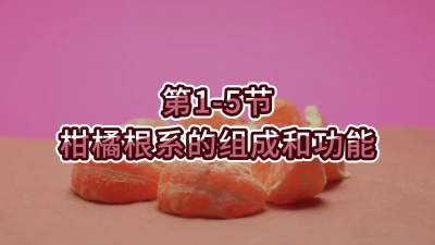 第1-5节-柑橘根系的组成和功能