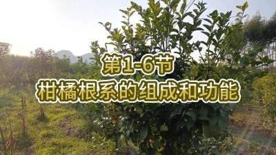 第1-6节-柑橘根系的组成和功能