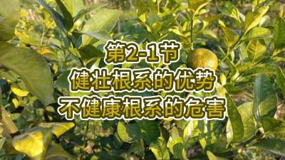 第2-1节-健壮根系的优势&不健康根系的危害