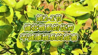 第2-2节-健壮根系的优势&不健康根系的危害
